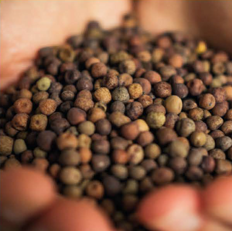 agricoltura_biodinamica